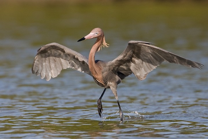 Rtelreiher Egretta rufescens Reddish Egret